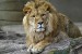 258px-Lion_zoo_antwerp_1280.jpg