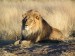 258px-Lion_waiting_in_Nambia.jpg